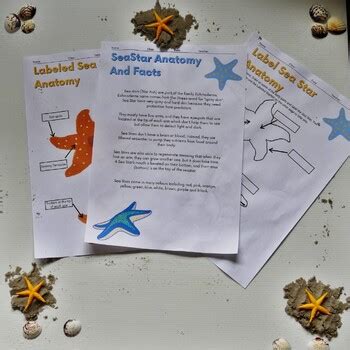 Seastar Anatomy And Facts by Blue Ocean Ed | Teachers Pay Teachers