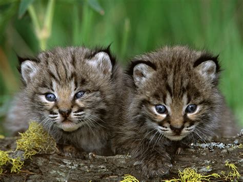 Animal Unique: Bobcat