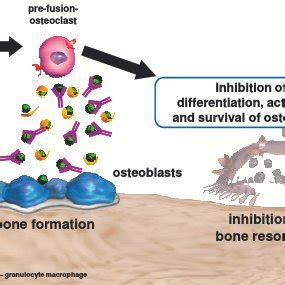 Novel mode of action: Denosumab specifically binds to RANKL and... | Download Scientific Diagram