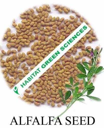 Alfalfa Seeds at best price in Srinagar by Habitat Green Sciences | ID ...