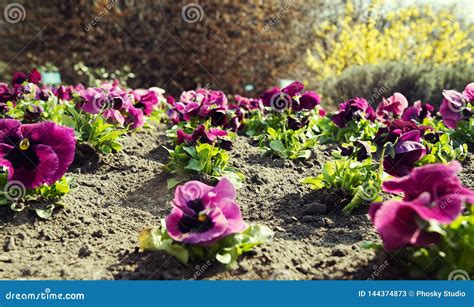 Pink Pansies in the Garden. Stock Image - Image of plant, colorful: 144374873