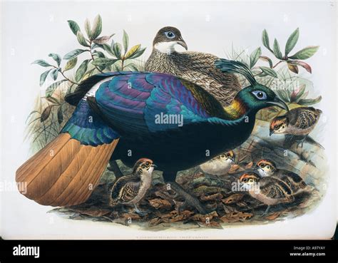 Lophophorus impejanus Himalayan monal Stock Photo - Alamy