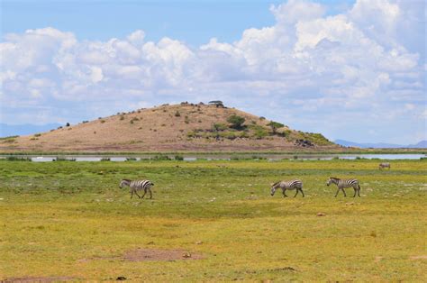 FASCINATING BACK OF AFRICA – THE ZEBRA – AC Latitudes