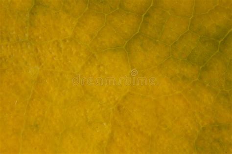 Yellow Leaf Nature Background Closeup Stock Photo - Image of background ...