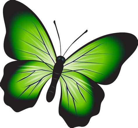 Green Butterfly Clipart - Fluturi Png Transparent Png - Full Size Clipart (#5764849) - PinClipart