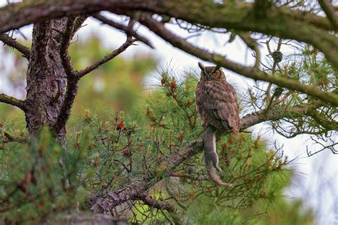 The Great Horned Owl and His Prey Photograph by Rick Berk - Fine Art America