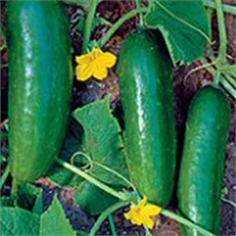 Persian Middle East Cucumber, Persian Middle East Cucumber Seed, Persian Middle East Cucumber ...