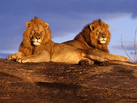 NATIONAL GEOGRAPHIC: AFRICAN LIONS WALLPAPERS