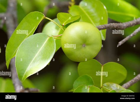 Manchineel tree, Hippomane mancinella, Tree, Fruit, Puerto Egas Stock Photo: 58369764 - Alamy