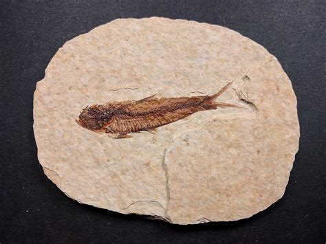 Nicely Preserved Knightia Fossil Fish Eocene Green River Fm, Wyoming (USA) – Jurassic-Dreams.com