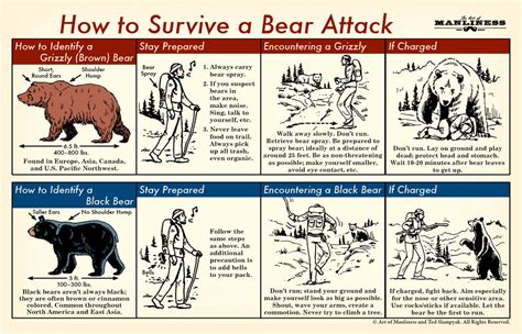 How to Survive a Bear Attack: An Illustrated Guide – Technical Analysis ...