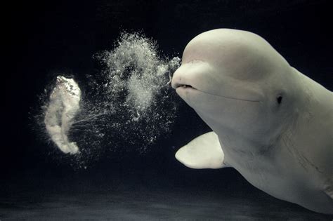 Beluga Whale - SNSH