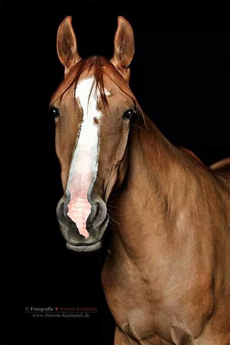 20 Best images about Horse Details Ears on Pinterest | Braids, Polos and My children