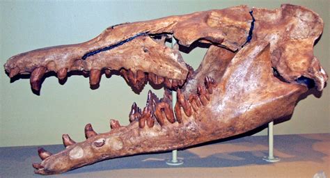 About Basilosaurs - FossilEra.com