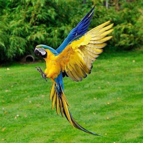 Parrot in flight Tropical Birds, Exotic Birds, Colorful Birds, Pretty Birds, Beautiful Birds ...