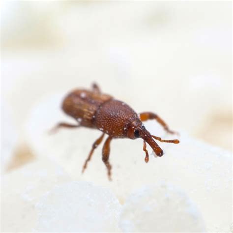 Rice Weevil Identification & Info | Southern Pest Control - Pest ...