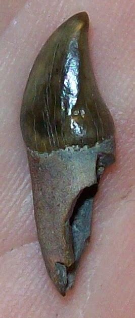 Porpoise tooth? - Fossil ID - The Fossil Forum