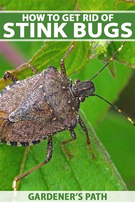 How To Get Rid Of Stink Bugs In The Garden - Greenwood Sommestake