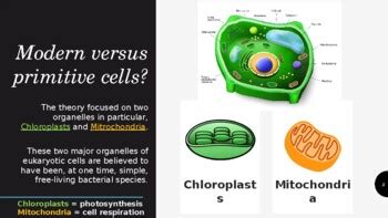 Endosymbiosis - (Chloroplasts and Mitochondria) - Lynn Margulis by CLIL Skills