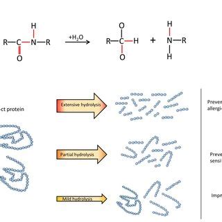 The process of protein hydrolysis and its products. (A) chemical... | Download Scientific Diagram