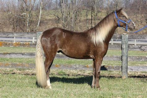 A Bit Of Blue | Beautiful horses, Horses, Horse love