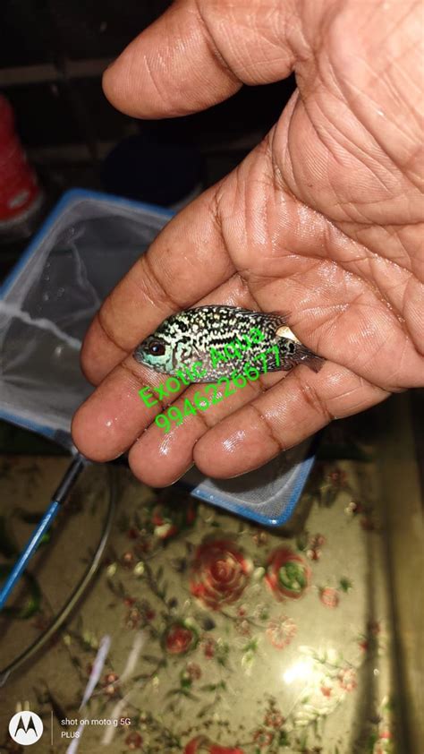 Green and Red Kamfa Malau flowerhorn, Size: 1.5 Inches Dna Tested Males ...