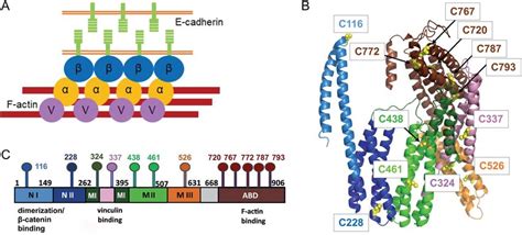 αE-catenin structure. (A) In AJs, E-cadherin mediates cell-cell... | Download Scientific Diagram