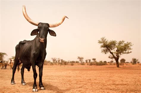 Sacred Dogon symbols, Tireli, 2009 - Mali - Galleries - ORTHart ...