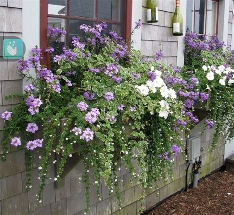 Pin by Dulcie Osmonson on Garden Containers | Window box flowers, Window box garden, Window ...