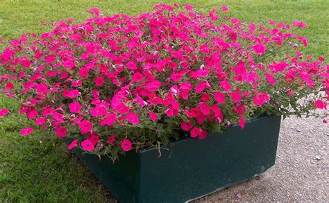 Easy Wave Pink Petunia - Plant Library - Pahl's Market - Apple Valley, MN