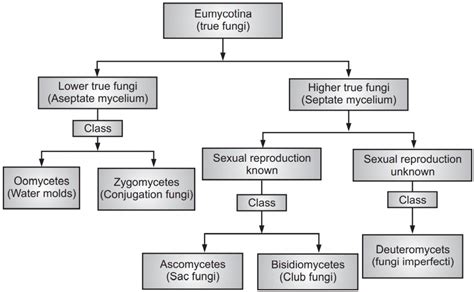 Classification Of Fungi Flowchart