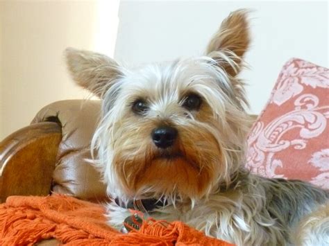 115 Male Yorkie Names - Cute Boy Yorkie Names - PetPress