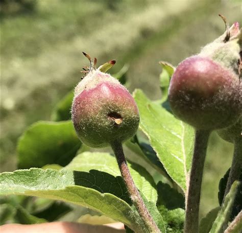 Early plum curculio damage on apple – ONfruit