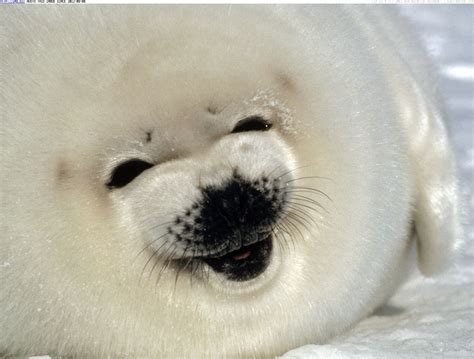 seals sounds: Baby seal screams video - Strange Sounds