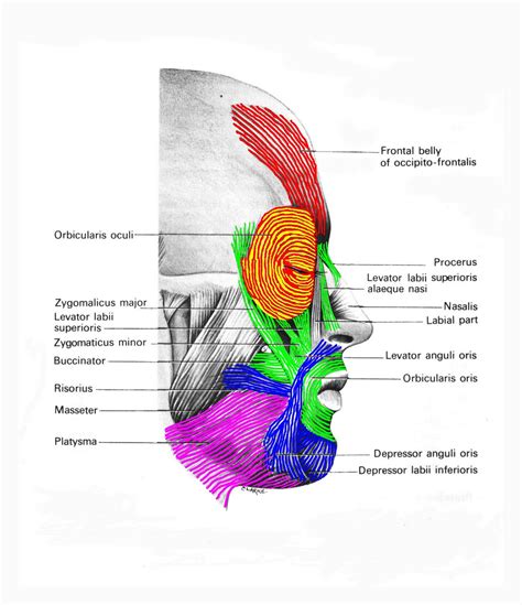 Scalp And Eyelid Muscles