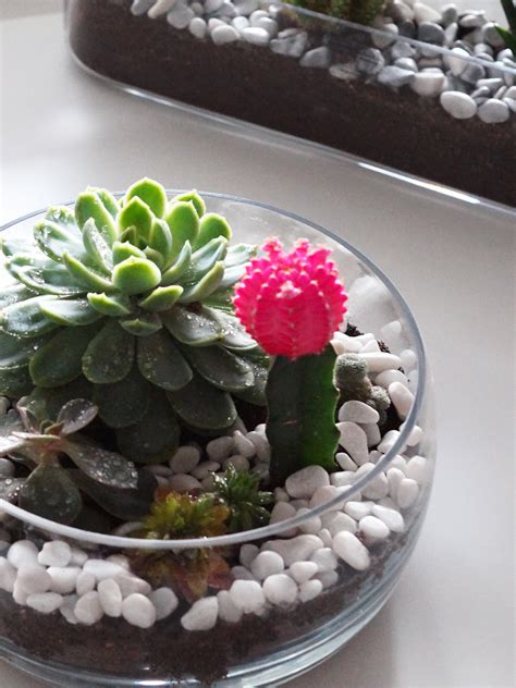 How to make your own Cactus & Succulent Terrarium | A Snippet of Life