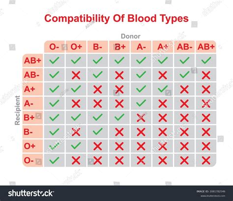 Blood Types Compatibility Table Blood Group Stock Vector (Royalty Free ...