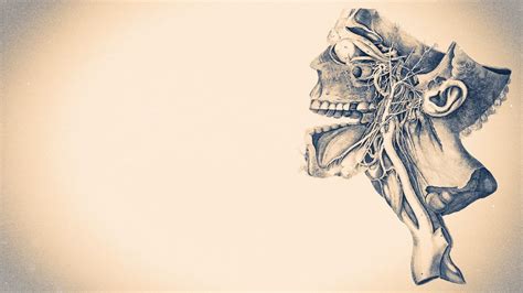 Anatomy Wallpapers on WallpaperDog