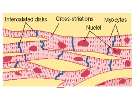 Cardiac Muscle Tissue Intercalated Discs