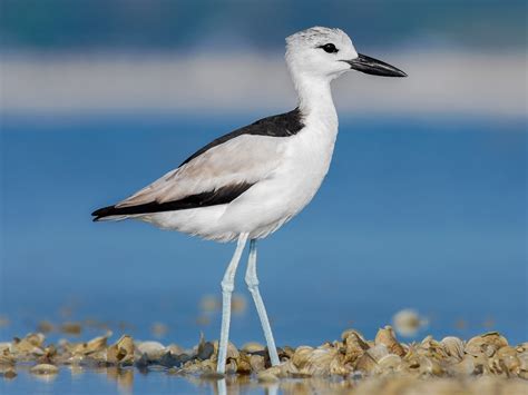 Drome ardéole - eBird