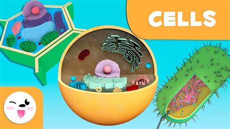 The cell: Structure, functions and its parts - Science for kids - YouTube