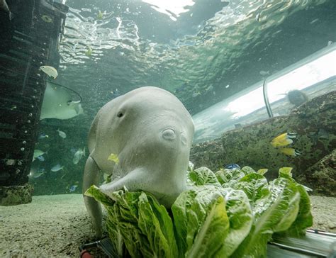 Meet our Resident Dugong | Sea Cow Facts | SEA LIFE Sydney