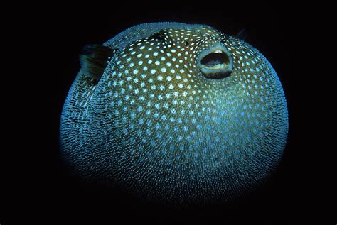 Pufferfish Wallpapers - Wallpaper Cave