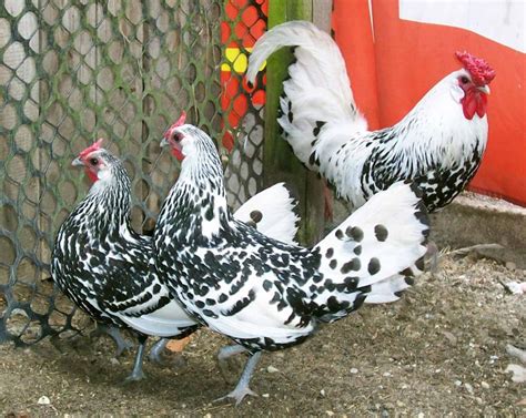 Hamburg chicken breed, photos, description, characterization