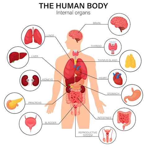 Cartel infográfico plano del diagrama de los órganos internos del cuerpo humano con la ubicación ...