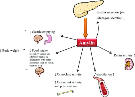 Physiological role of amylin. IAPP has endocrine as well as ...