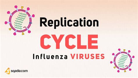 Influenza Viruses - Replication Cycle