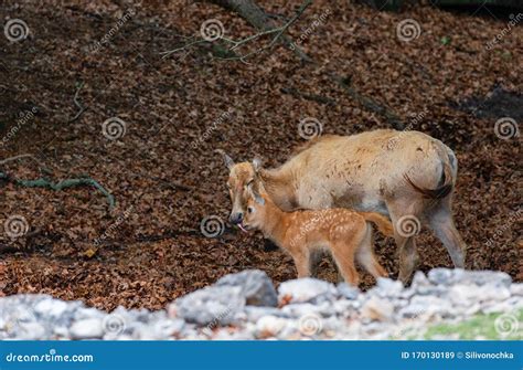 Mother Deer with Her Baby Deer Stock Image - Image of background, fold: 170130189