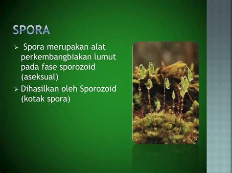 PPT - Metagenesis pada tumbuhan lumut PowerPoint Presentation, free download - ID:2274529