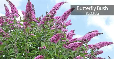 Butterfly Bush: How to Care For The Buddleia